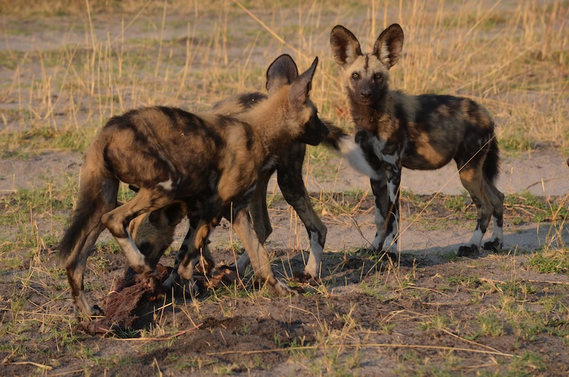Painted Wolf? African Wild Dogs in Botswana