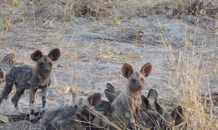 Wildlife Photo of the Week: Curiosity!