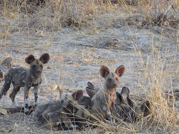 African Wild Dogs