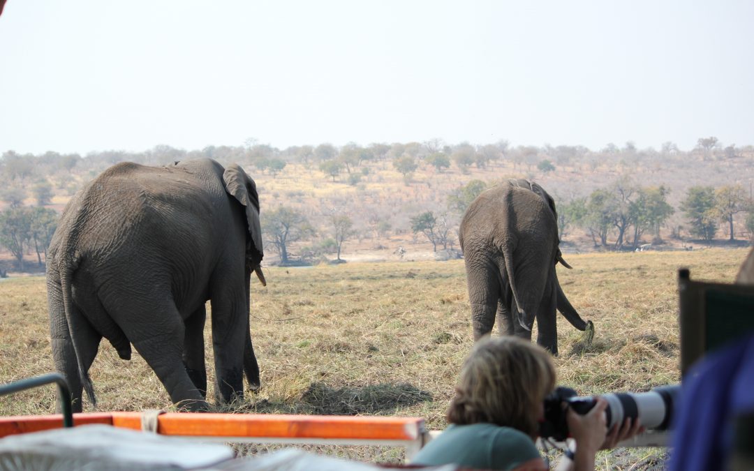 Two Unexpected Wildlife Encounters in Botswana