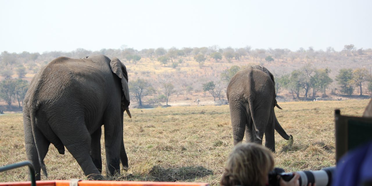 Two Unexpected Wildlife Encounters in Botswana