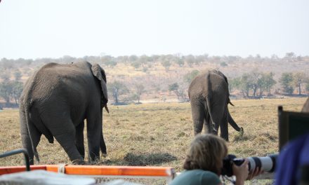Two Unexpected Wildlife Encounters in Botswana