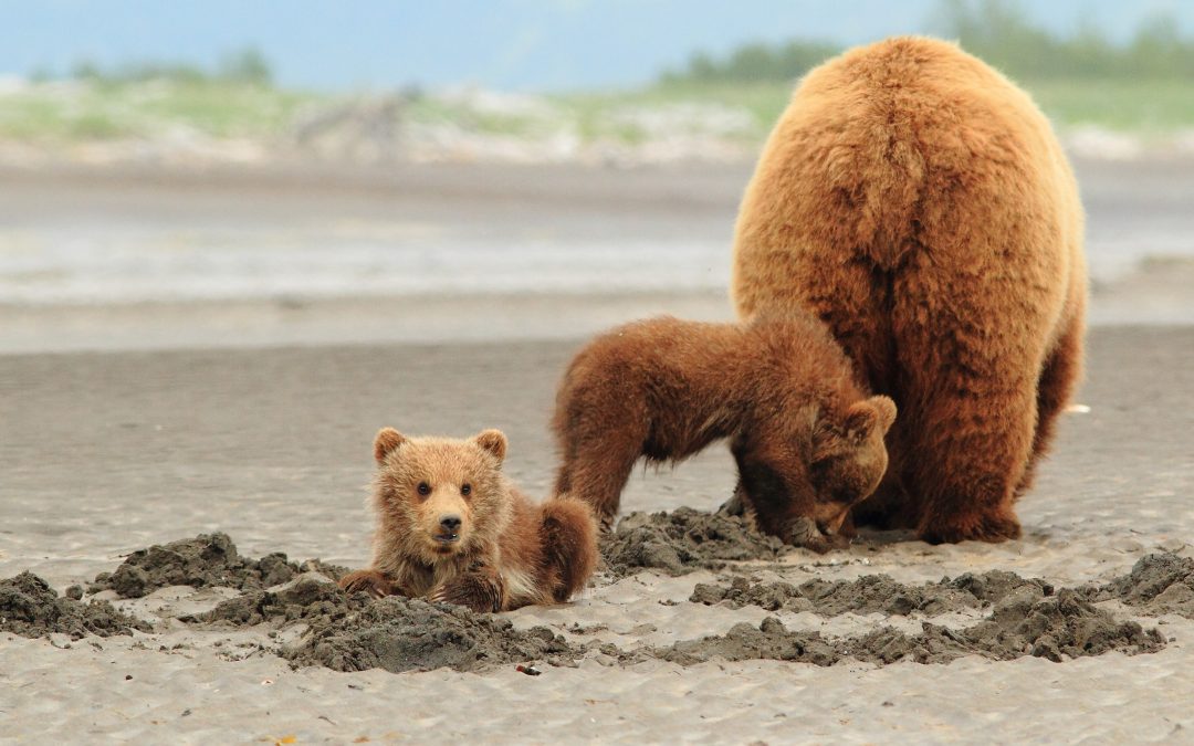 Finding Family Among Fellow Travelers in Alaska