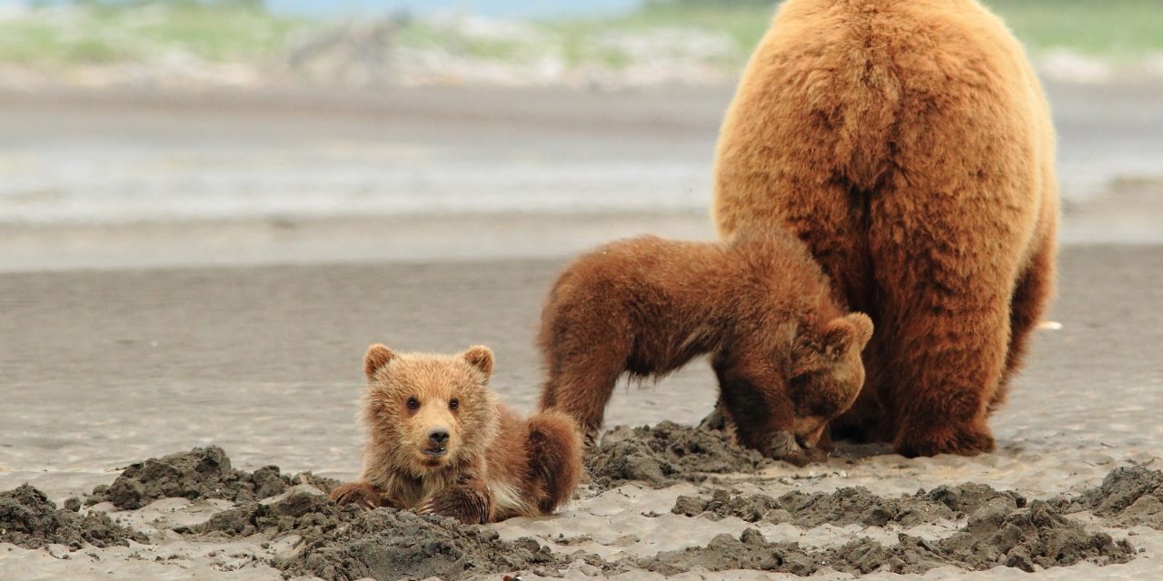 Finding Family Among Fellow Travelers in Alaska