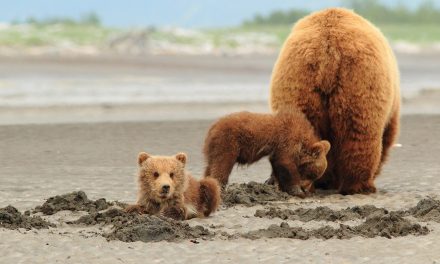 Finding Family Among Fellow Travelers in Alaska