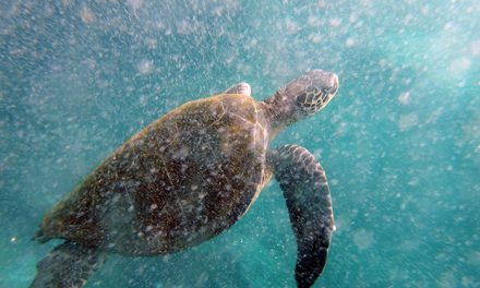 A Turtle’s Eye View of the Galapagos