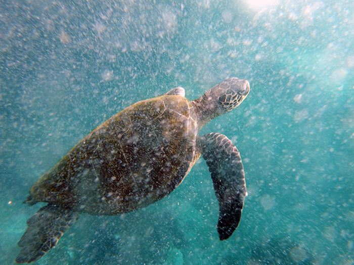 Sea Turtle in the Galapagos