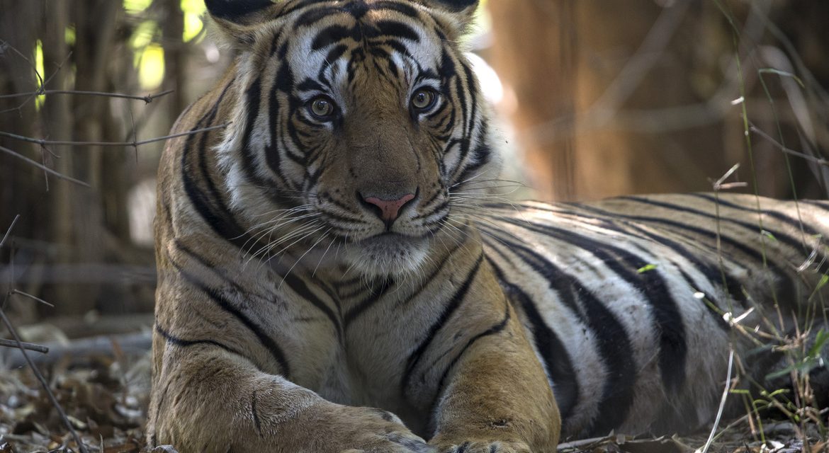 Wildlife Photo of the Week: Tiger Eyes