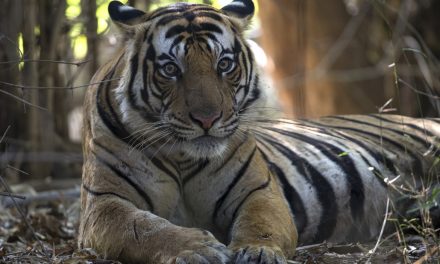 Wildlife Photo of the Week: Tiger Eyes