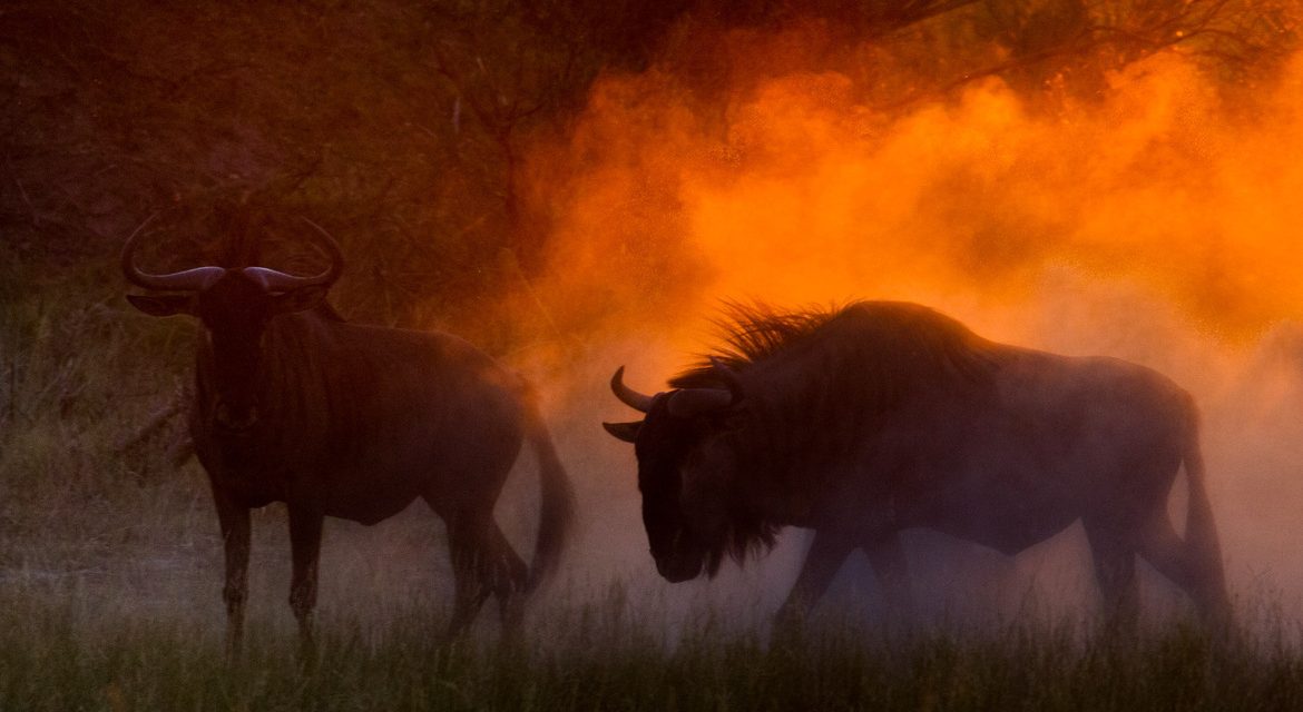 Wildlife Photo of the Week: Kicking Up Dust