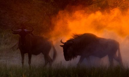 Wildlife Photo of the Week: Kicking Up Dust