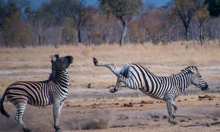 Wildlife Photo of the Week: Back Off!