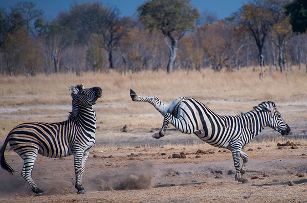 Zebras in Africa