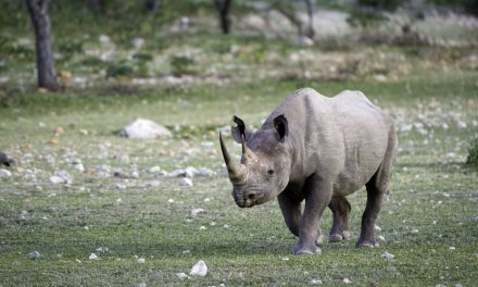 Black Rhinos Survive in the Deserts of Namibia