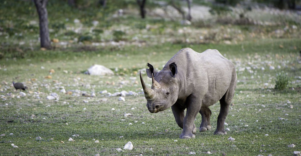 Black Rhino in Namibia