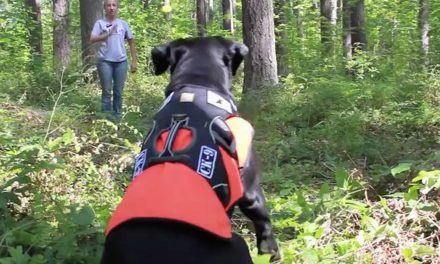 Video: Conservation Canines in Action