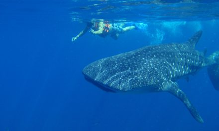Traveler Story: Swimming with Mexico’s Whale Sharks