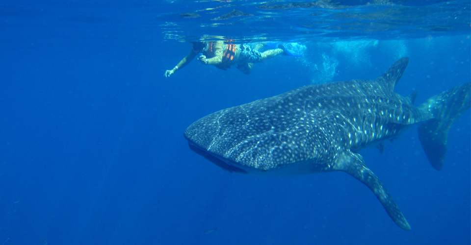 Swimming with Whale Sharks