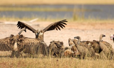 Vanquished Vultures and Criminal Coyotes: Underappreciated Wildlife