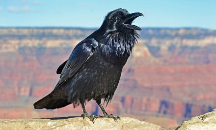 Remedy for Deforestation: Raven Replanters