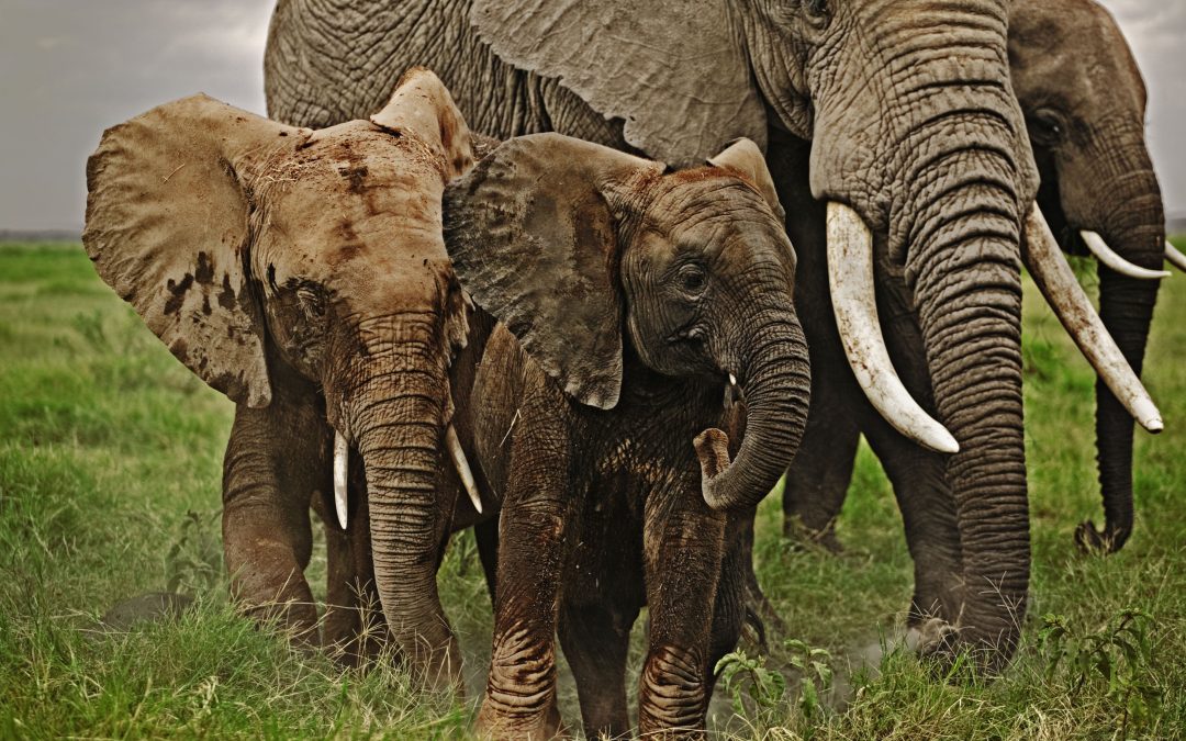 The Future of Wildlife is in Our Hands