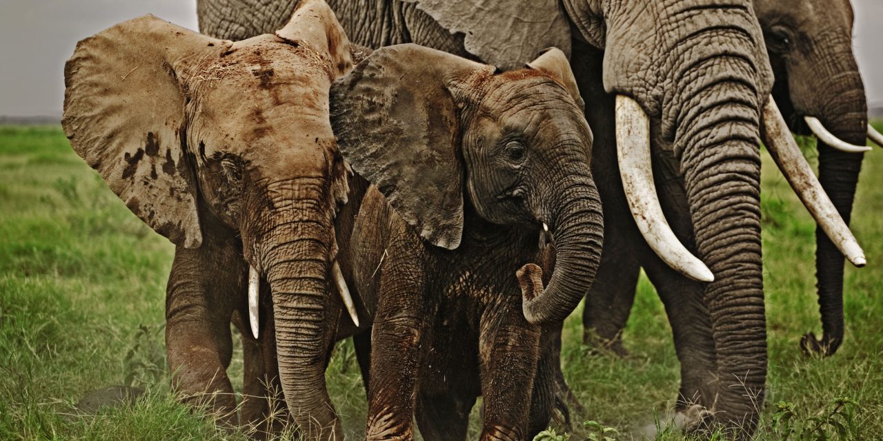 The Future of Wildlife is in Our Hands