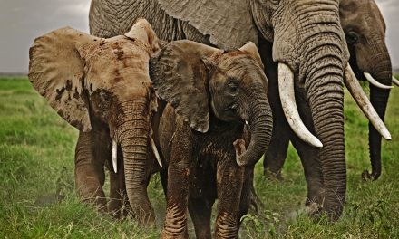 The Future of Wildlife is in Our Hands