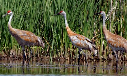 Video: The Great Migration of the Sandhill Crane