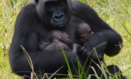 A sign of hope: Rare Western Lowland Gorilla Twins Born