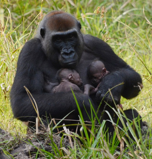 A sign of hope: Rare Western Lowland Gorilla Twins Born