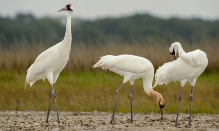 Centennial of the Migratory Bird Treaty: Will It Survive Another 100 Years?