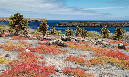 7 Simple Steps for Green Travel