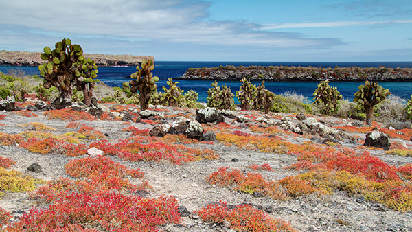 Galapagos Islands Coast