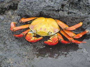 Galapagos Islands Wildlife