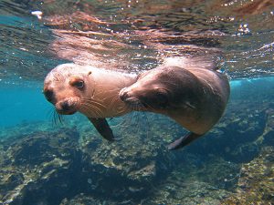 Family Galapagos Adventure