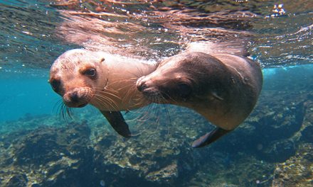 Galapagos—A Natural History Classroom for All Ages