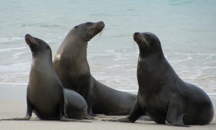 “Galapagos 3D: Nature’s Wonderland” An IMAX Adventure for All