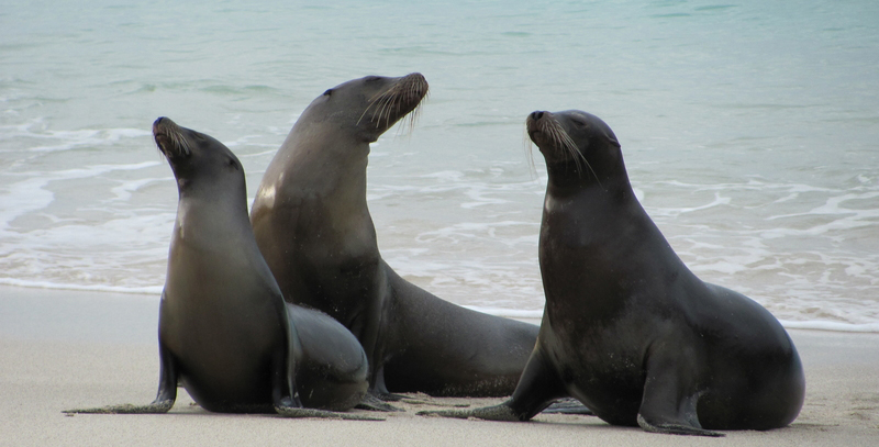 Galapagos Islands Wildlife
