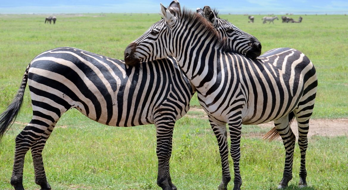 Wildlife Photo of the Week: Zebra Love