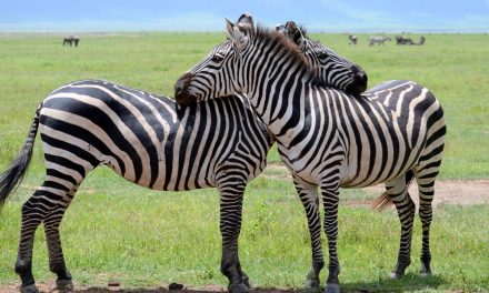 Wildlife Photo of the Week: Zebra Love