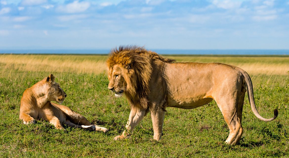 Wildlife Photo of the Week: Lion Attraction