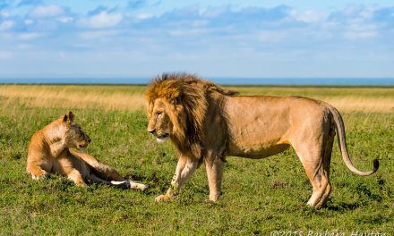 Wildlife Photo of the Week: Lion Attraction