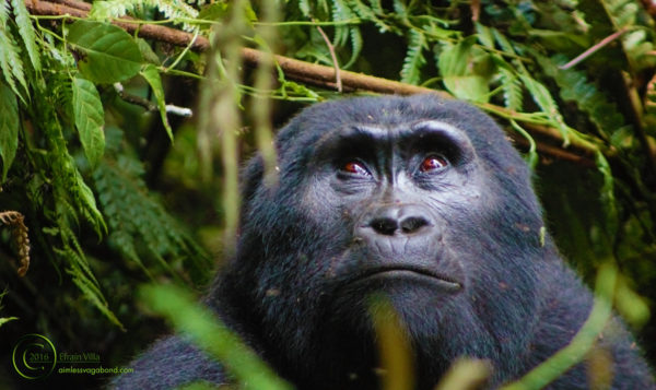 A mountain gorilla of the Nkuringo group takes a break from rough housing in Uganda's Bwindi Impenetrable National Park.