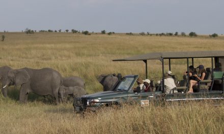 WWF Kenya Safari Sweepstakes—Announcing the Adventure and the Winners