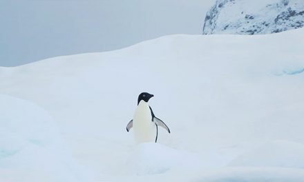 Penguins, the 2016 Oscar Awards and World Wildlife Day