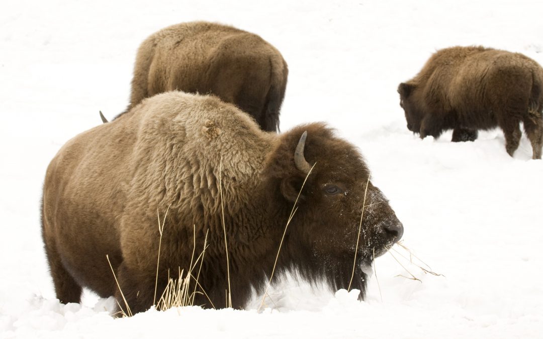 Celebrate America’s National Park Service Centennial with a National Park Adventure