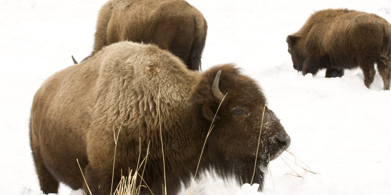 Celebrate America’s National Park Service Centennial with a National Park Adventure
