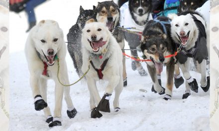 Missing Winter: the Iditarod and the American Birkebeiner