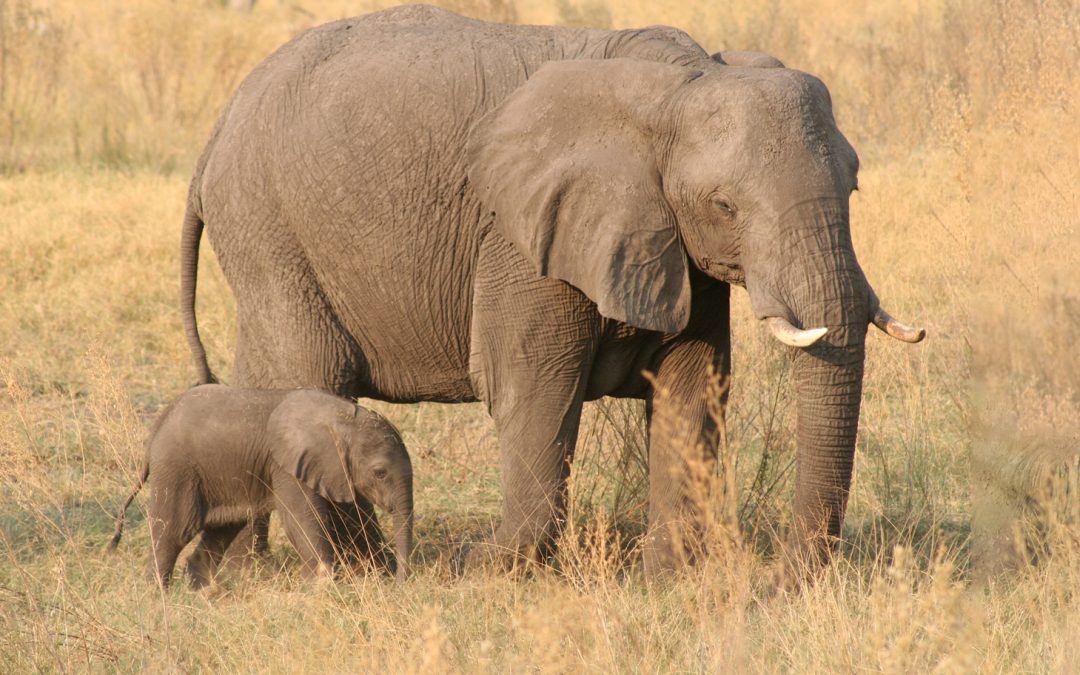 Video: Watch as Elephants “Check In” at a Lodge in Zambia