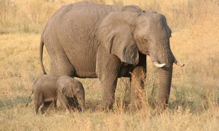 Video: Watch as Elephants “Check In” at a Lodge in Zambia